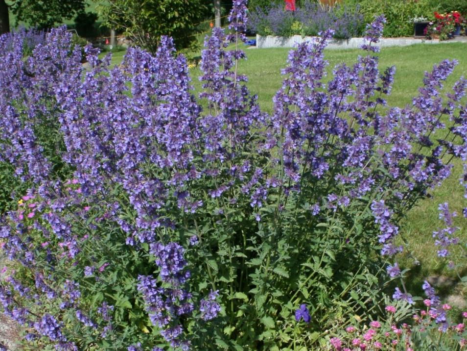 Nepeta X Faassaenii Picture Purrfect - View 16 from www redcrocus com