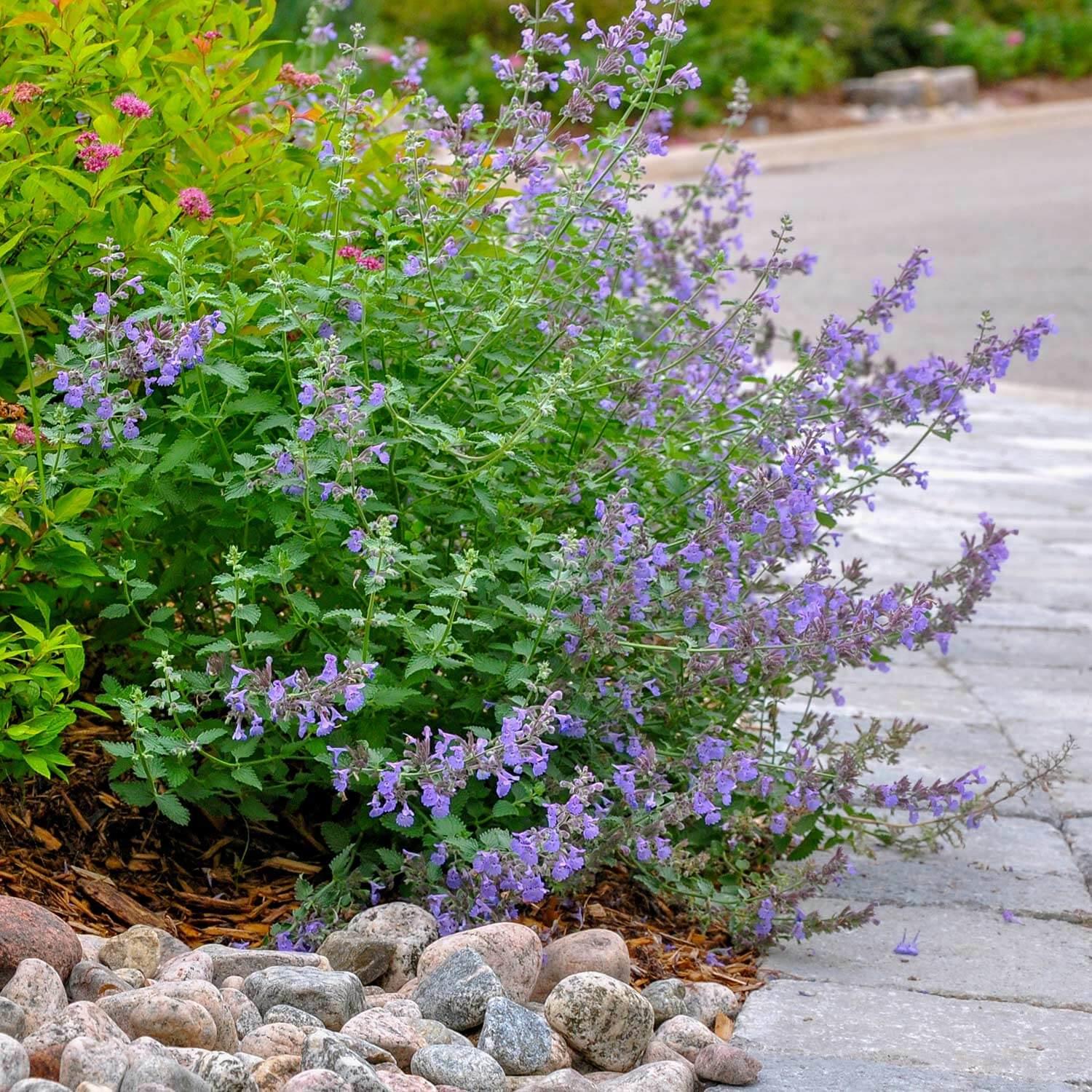 Nepeta X Faassaenii Picture Purrfect - View 18 from www redcrocus com