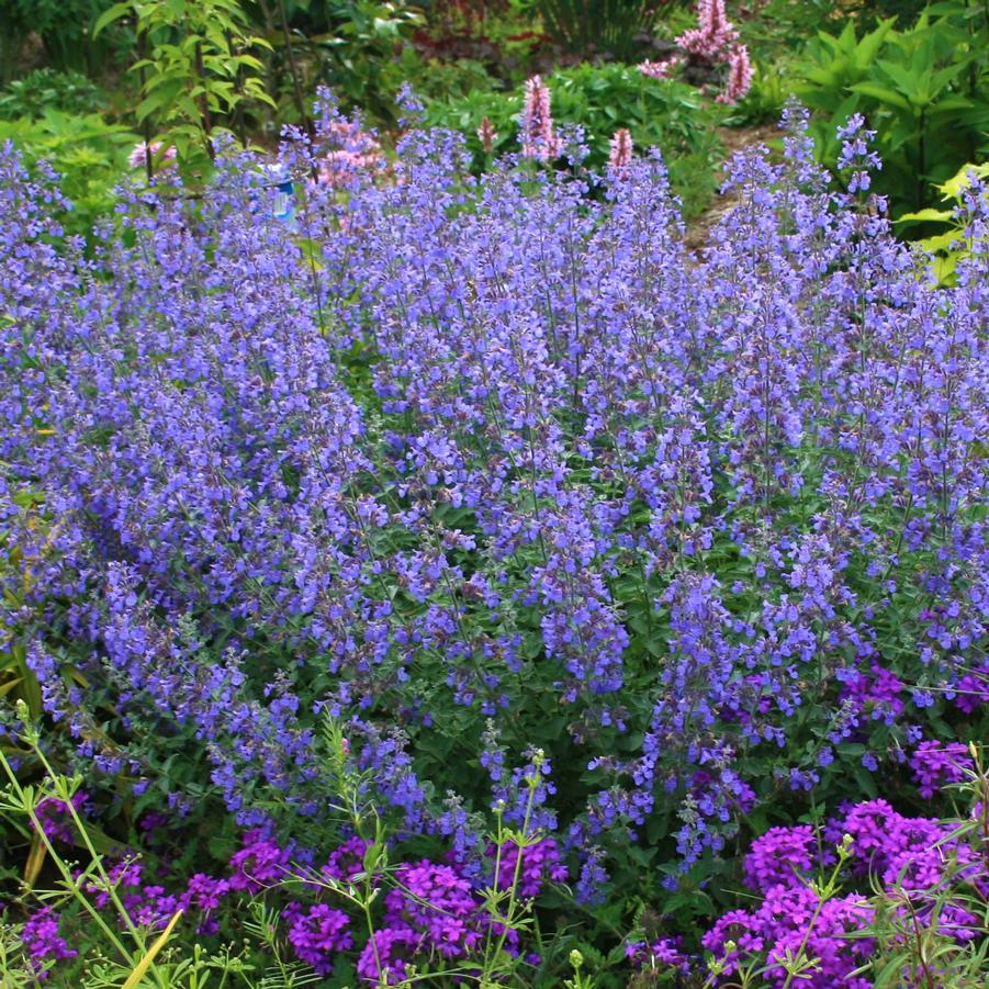 Nepeta X Faassaenii Picture Purrfect - View 19 from www redcrocus com