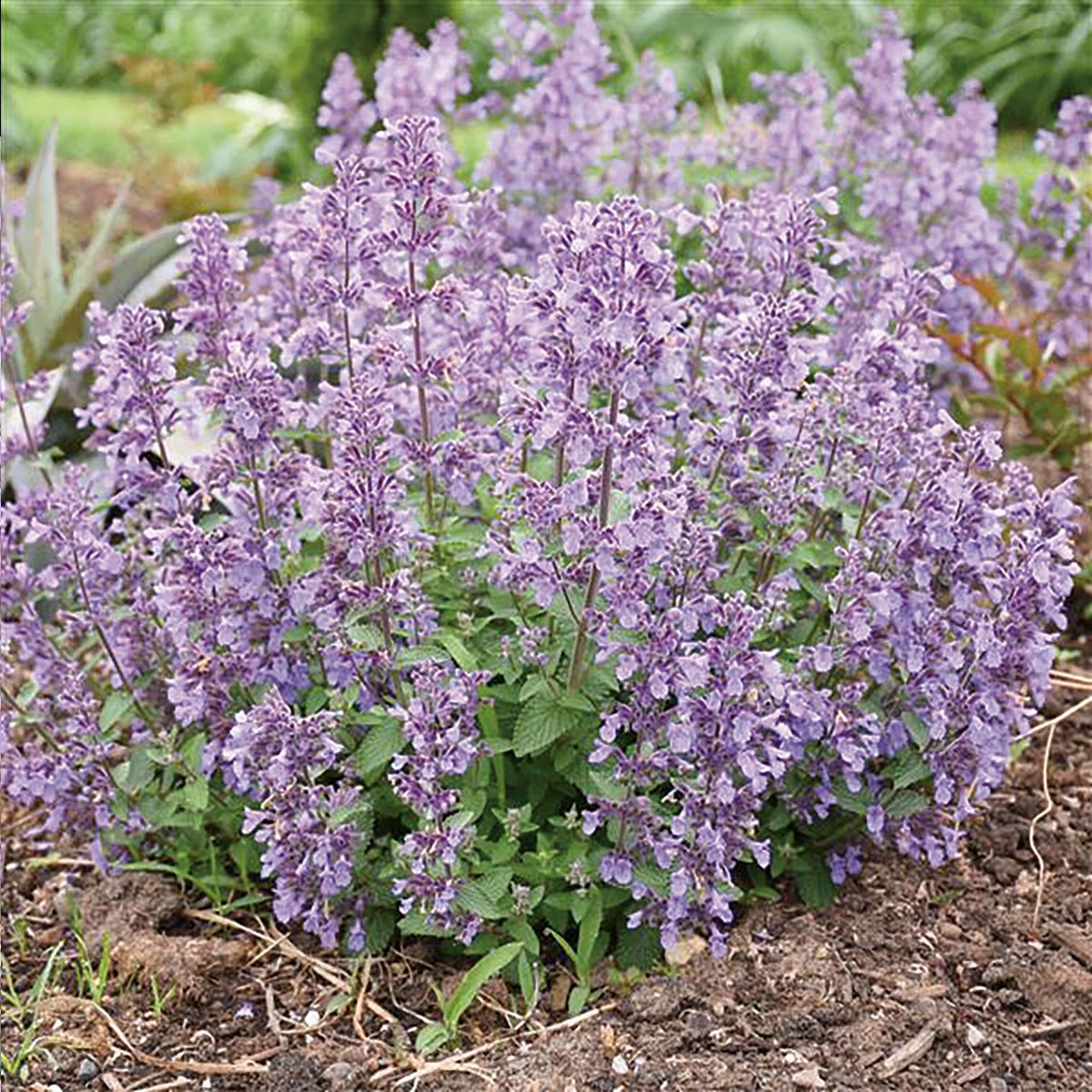 Nepeta X Faassaenii Picture Purrfect - View 1 from www redcrocus com