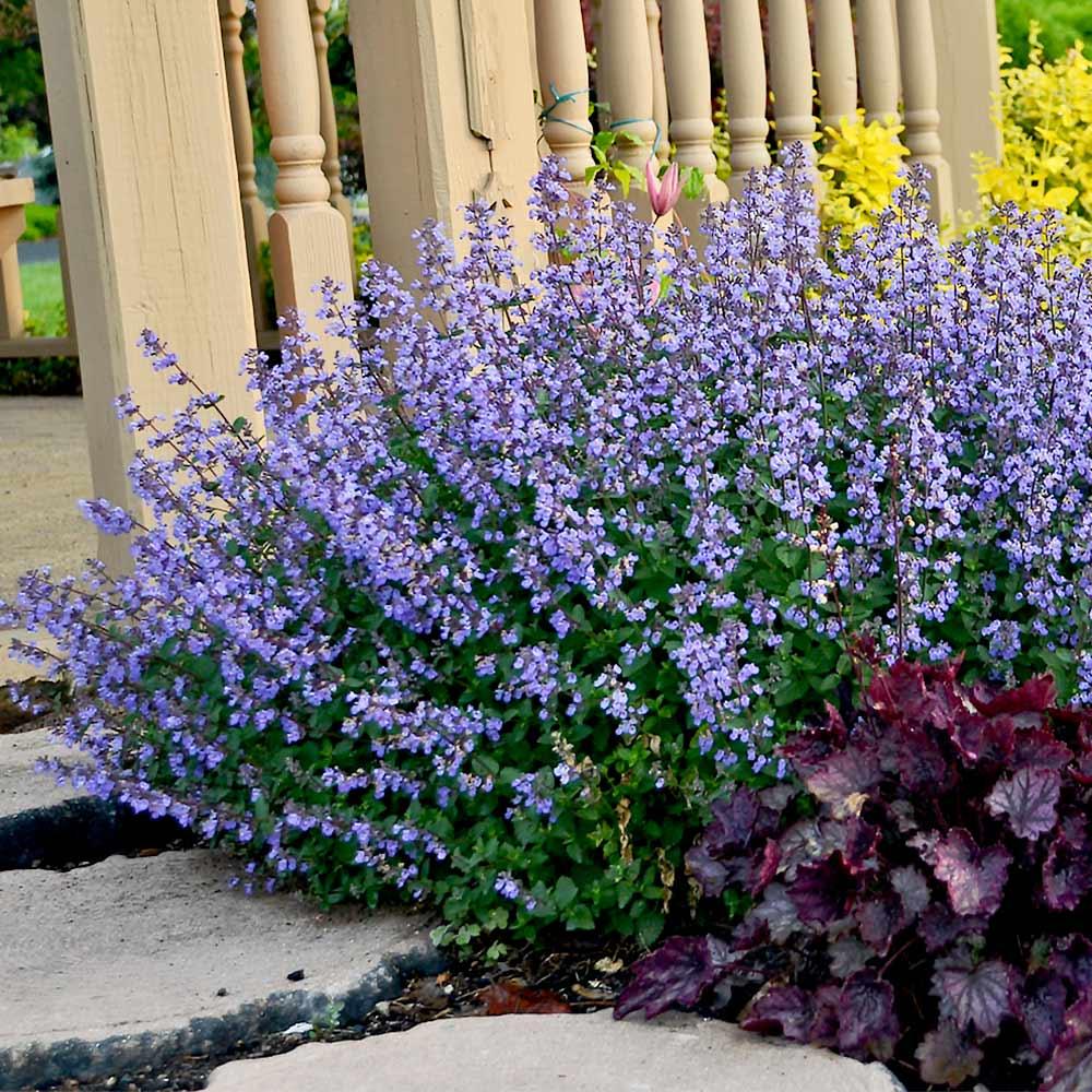 Nepeta X Faassaenii Picture Purrfect - View 2 from www redcrocus com