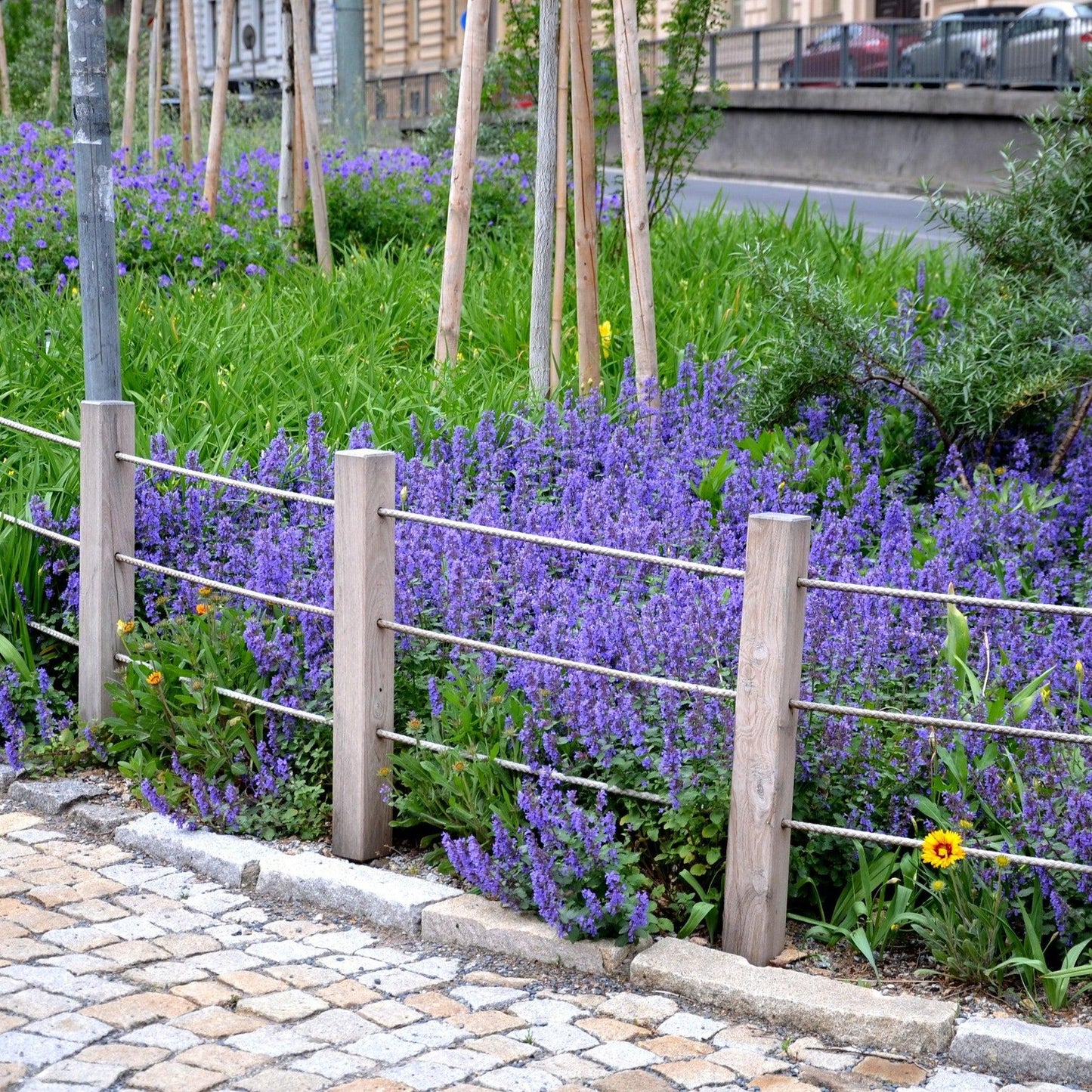 Nepeta X Faassaenii Picture Purrfect - View 3 from www redcrocus com
