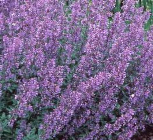 Nepeta X Faassaenii Picture Purrfect - View 4 from www redcrocus com