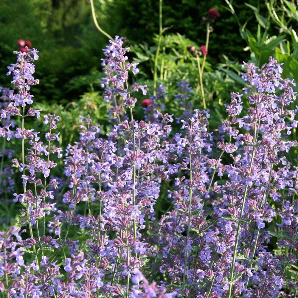 Nepeta X Faassaenii Picture Purrfect - View 5 from www redcrocus com