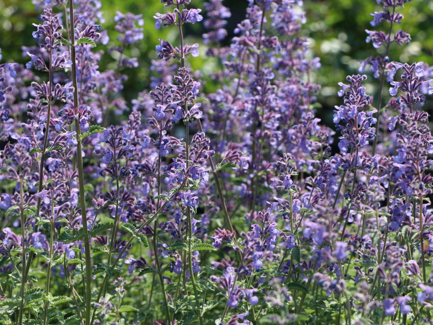 Nepeta X Faassaenii Picture Purrfect - View 6 from www redcrocus com