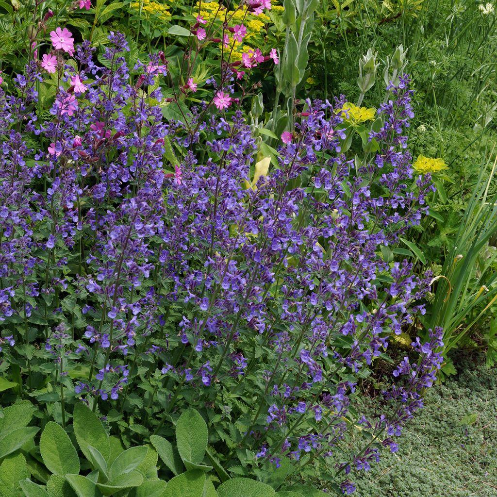 Nepeta X Faassaenii Picture Purrfect - View 7 from www redcrocus com