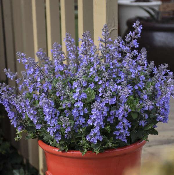 Nepeta X Faassaenii Picture Purrfect - View 8 from www redcrocus com
