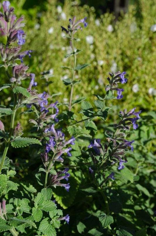Nepeta X Faassaenii Picture Purrfect - View 9 from www redcrocus com