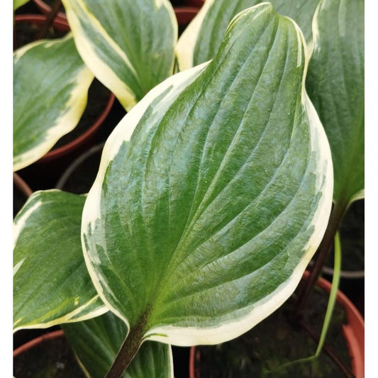 Hosta X Sorbet - View 13 from www redcrocus com