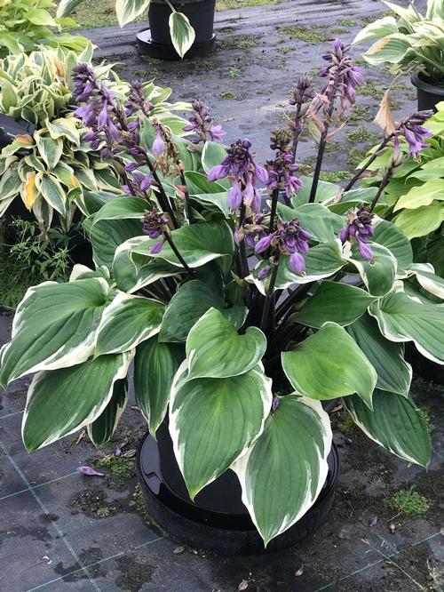 Hosta X Sorbet - View 17 from www redcrocus com