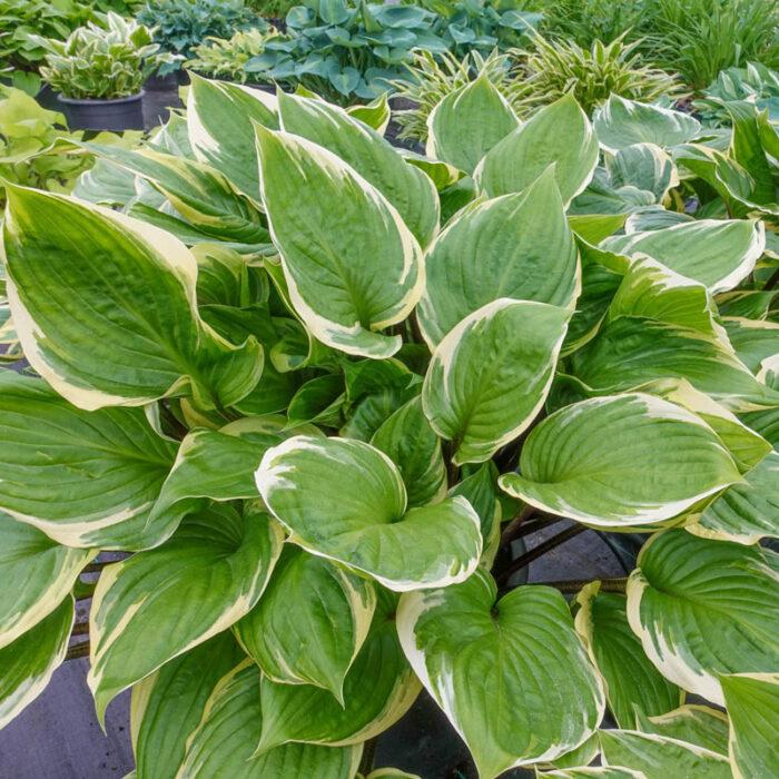 Hosta X Sorbet - View 4 from www redcrocus com