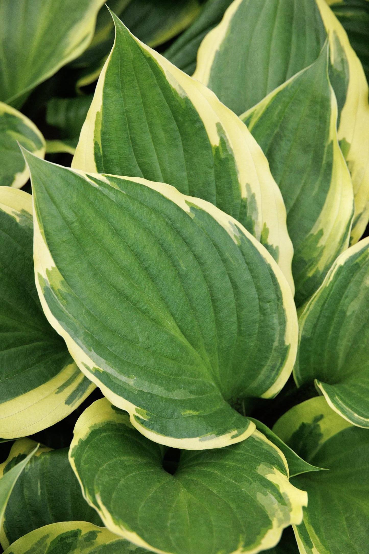 Hosta X Sorbet - View 6 from www redcrocus com