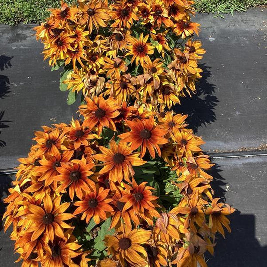 Echibeckia 'summerina Sunreef' - View 10 from www redcrocus com