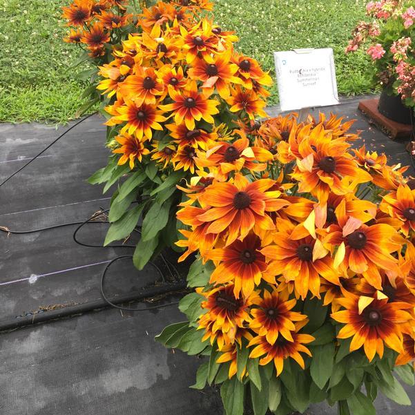 Echibeckia 'summerina Sunreef' - View 12 from www redcrocus com