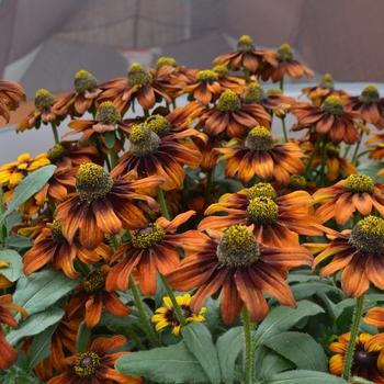 Echibeckia 'summerina Sunreef' - View 13 from www redcrocus com
