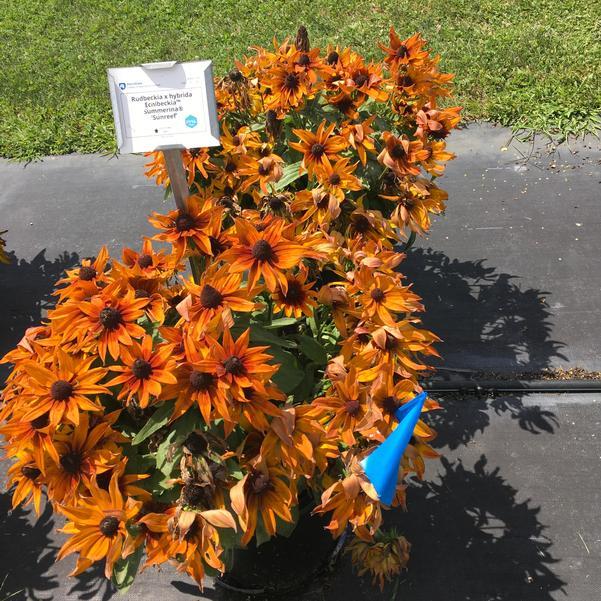 Echibeckia 'summerina Sunreef' - View 14 from www redcrocus com