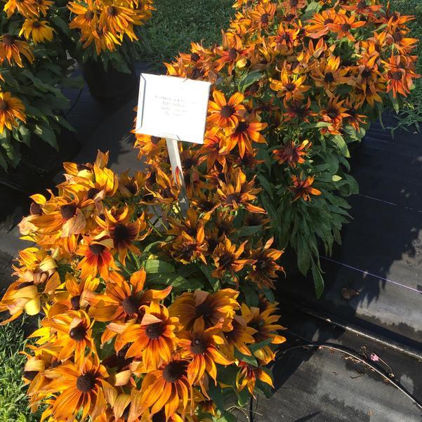 Echibeckia 'summerina Sunreef' - View 15 from www redcrocus com