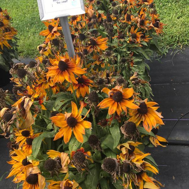Echibeckia 'summerina Sunreef' - View 16 from www redcrocus com