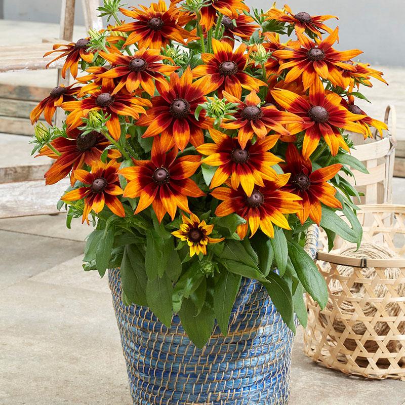 Echibeckia 'summerina Sunreef' - View 19 from www redcrocus com