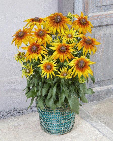 Echibeckia 'summerina Sunreef' - View 21 from www redcrocus com