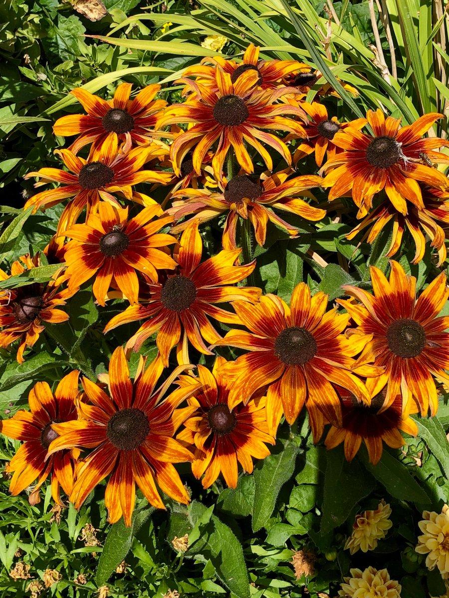 Echibeckia 'summerina Sunreef' - View 22 from www redcrocus com
