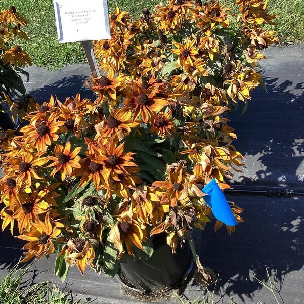 Echibeckia 'summerina Sunreef' - View 23 from www redcrocus com