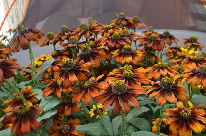 Echibeckia 'summerina Sunreef' - View 25 from www redcrocus com