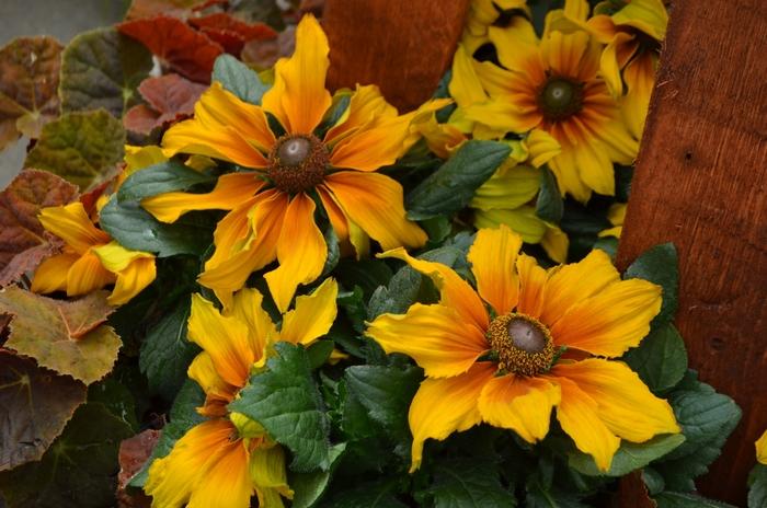 Echibeckia 'summerina Sunreef' - View 26 from www redcrocus com
