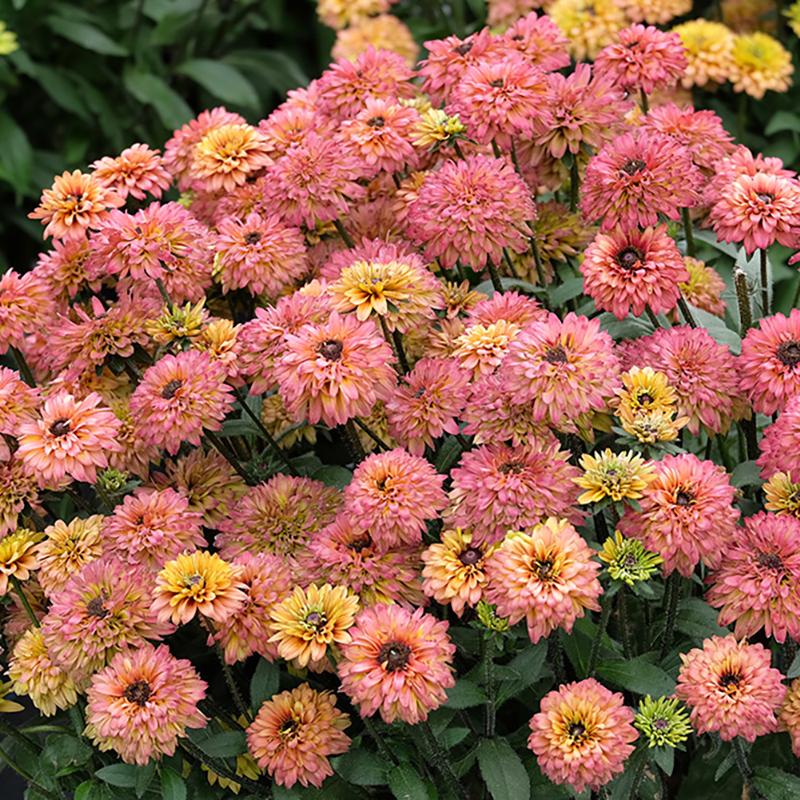 Echibeckia 'summerina Sunreef' - View 28 from www redcrocus com