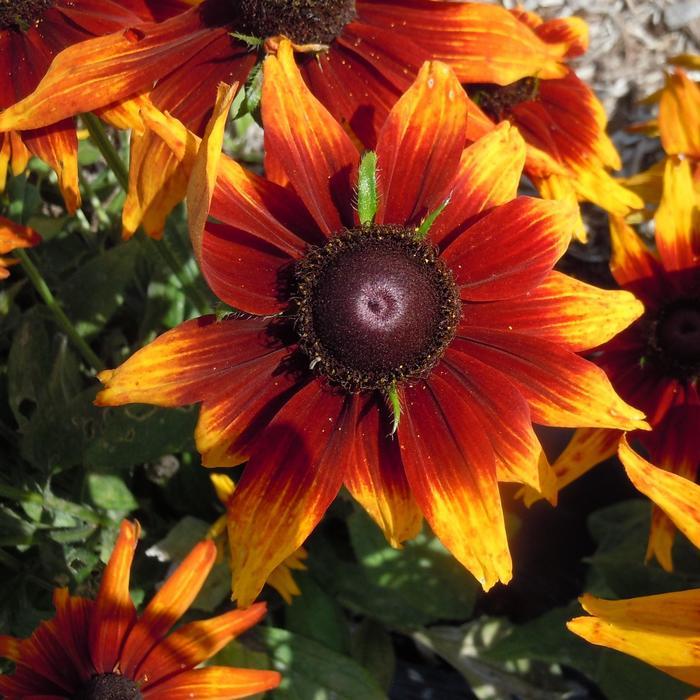 Echibeckia 'summerina Sunreef' - View 29 from www redcrocus com