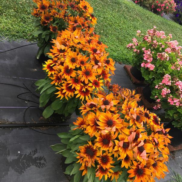 Echibeckia 'summerina Sunreef' - View 2 from www redcrocus com