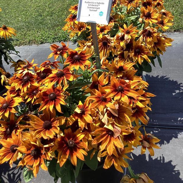 Echibeckia 'summerina Sunreef' - View 3 from www redcrocus com