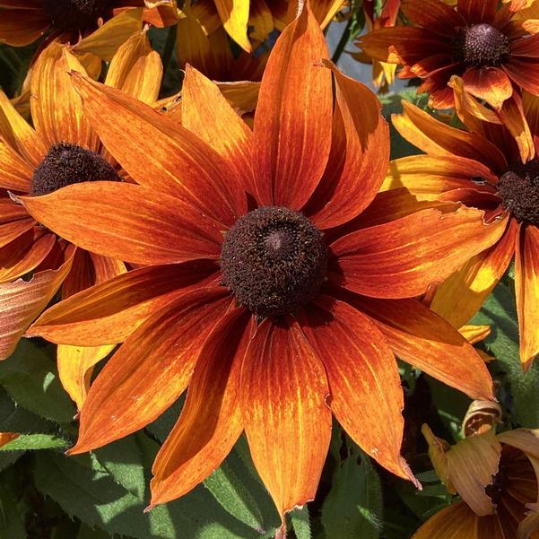 Echibeckia 'summerina Sunreef' - View 5 from www redcrocus com