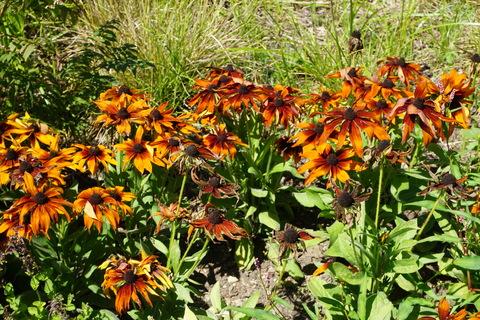 Echibeckia 'summerina Sunreef' - View 6 from www redcrocus com