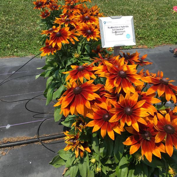 Echibeckia 'summerina Sunreef' - View 7 from www redcrocus com