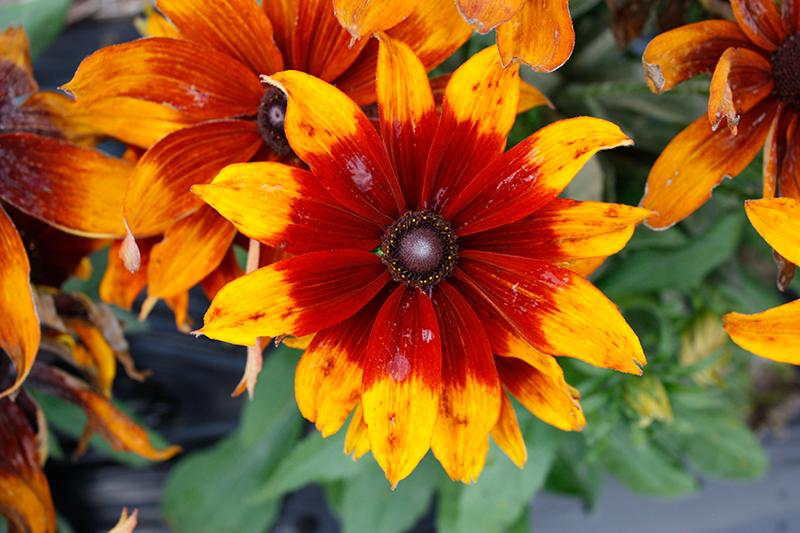 Echibeckia 'summerina Sunreef' - View 9 from www redcrocus com