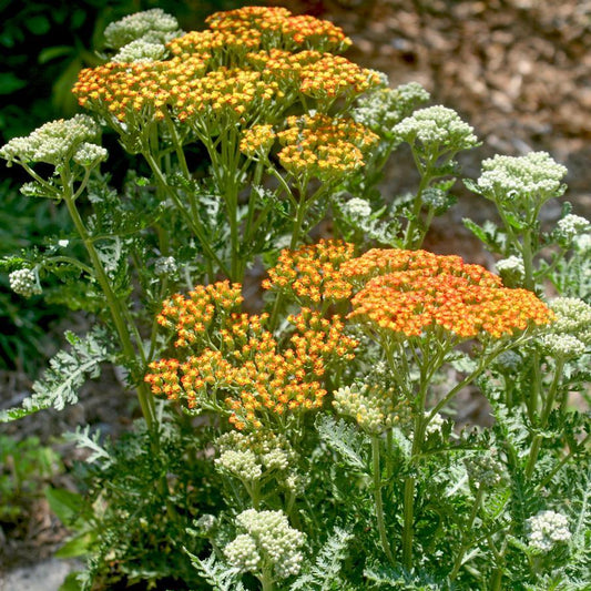 Achillea Millefolium Sassy Summer Taffy - View 11 from www redcrocus com