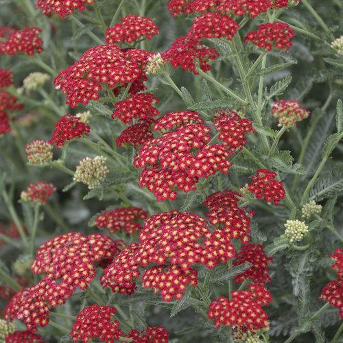 Achillea Millefolium Sassy Summer Taffy - View 12 from www redcrocus com