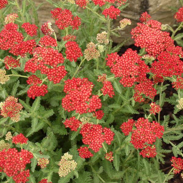 Achillea Millefolium Sassy Summer Taffy - View 14 from www redcrocus com