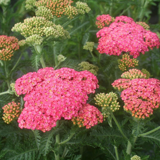 Achillea Millefolium Sassy Summer Taffy - View 1 from www redcrocus com