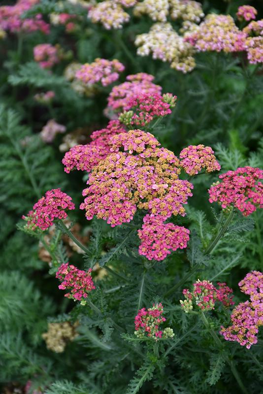 Achillea Millefolium Sassy Summer Taffy - View 4 from www redcrocus com
