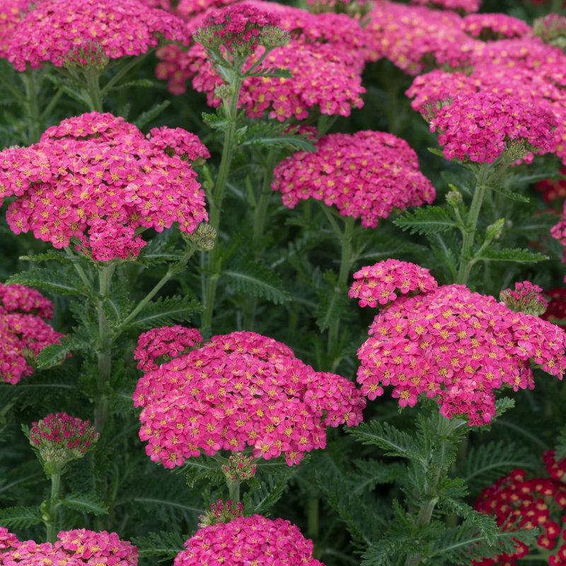 Achillea Millefolium Sassy Summer Taffy - View 5 from www redcrocus com