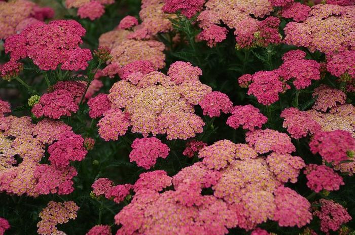 Achillea Millefolium Sassy Summer Taffy - View 9 from www redcrocus com