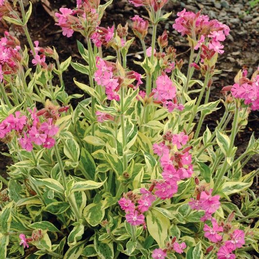 Silene Dioica 'valley High' - View 1 from www redcrocus com
