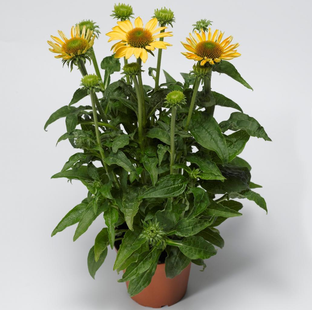 Echinacea Prairie Blaze Golden Yellow - View 10 from www redcrocus com