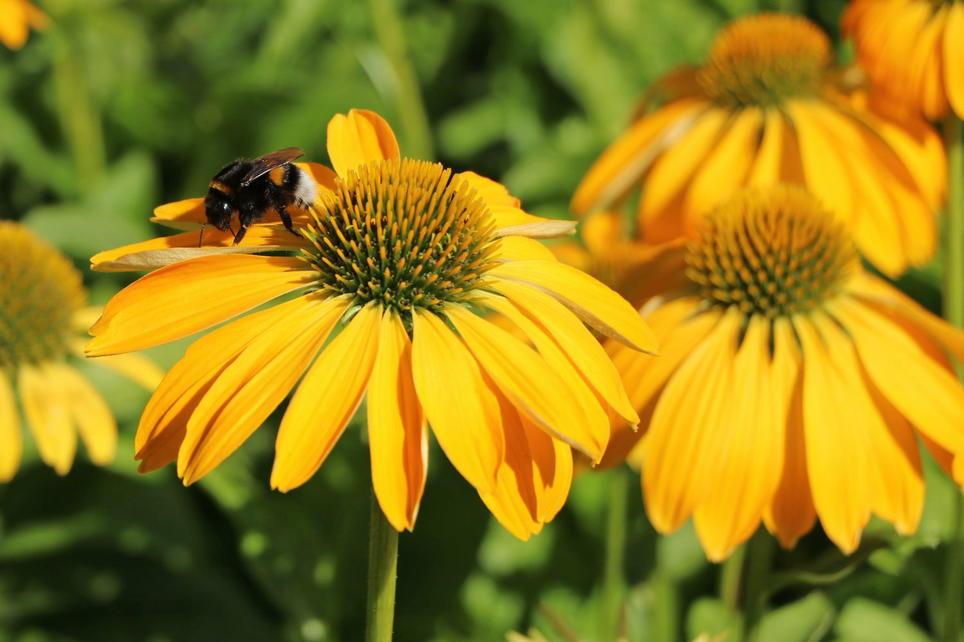 Echinacea Prairie Blaze Golden Yellow - View 11 from www redcrocus com