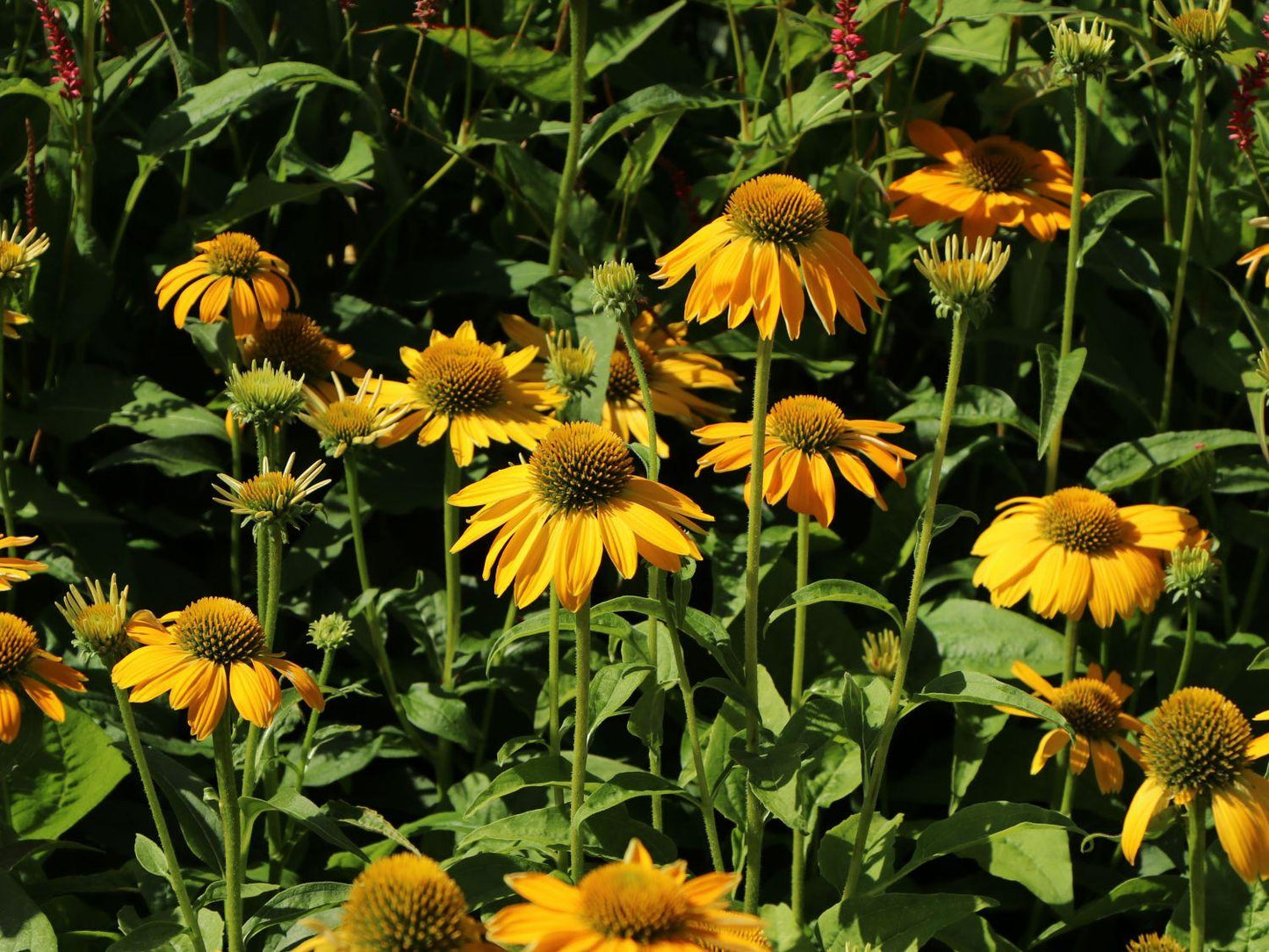 Echinacea Prairie Blaze Golden Yellow - View 12 from www redcrocus com