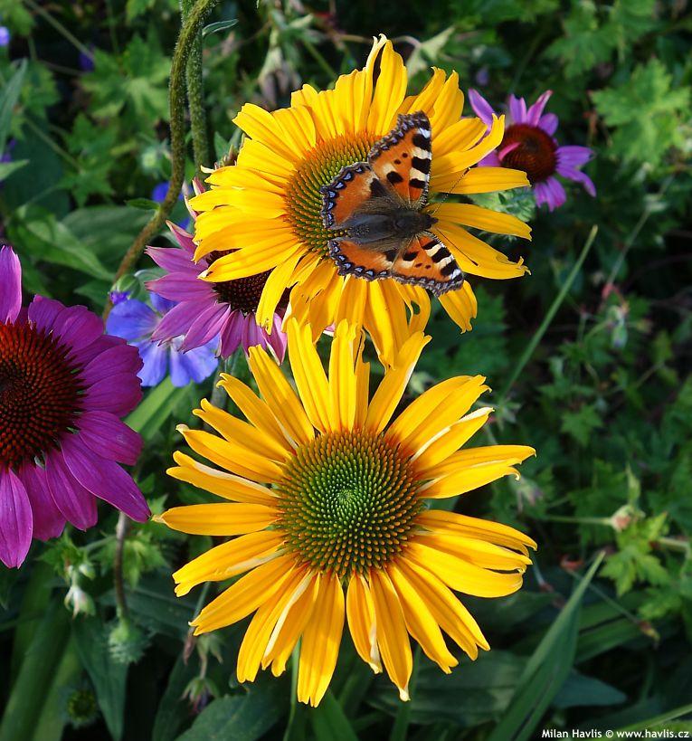 Echinacea Prairie Blaze Golden Yellow - View 14 from www redcrocus com