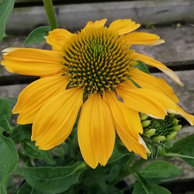 Echinacea Prairie Blaze Golden Yellow - View 15 from www redcrocus com