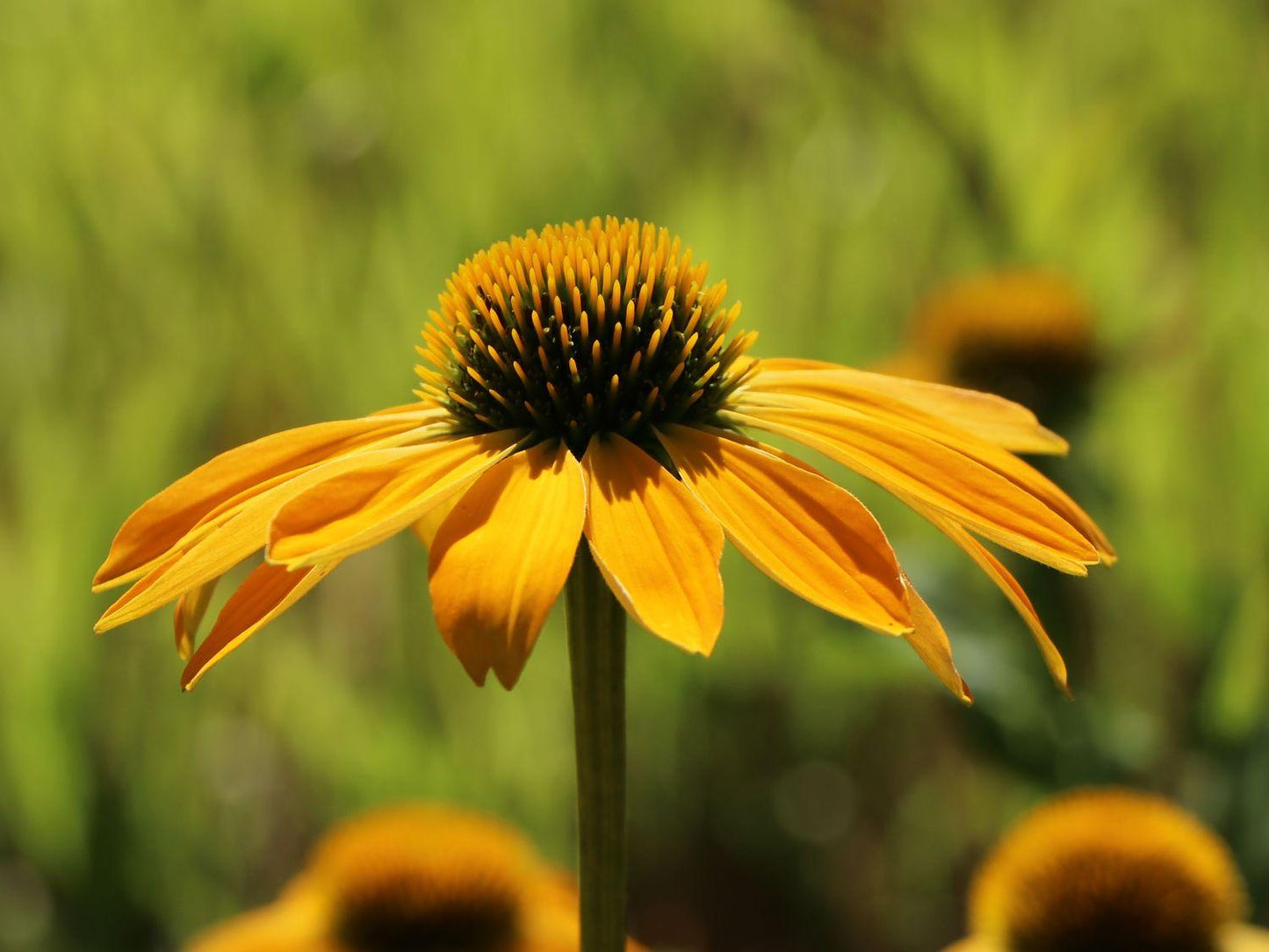 Echinacea Prairie Blaze Golden Yellow - View 16 from www redcrocus com